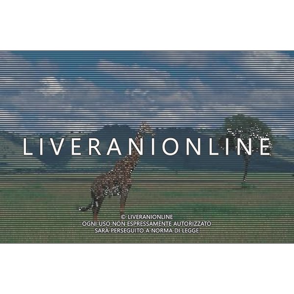 ANIMALI VARIE NELLA FOTO GIRAFFA AGENZIA ALDO LIVERANI IFC