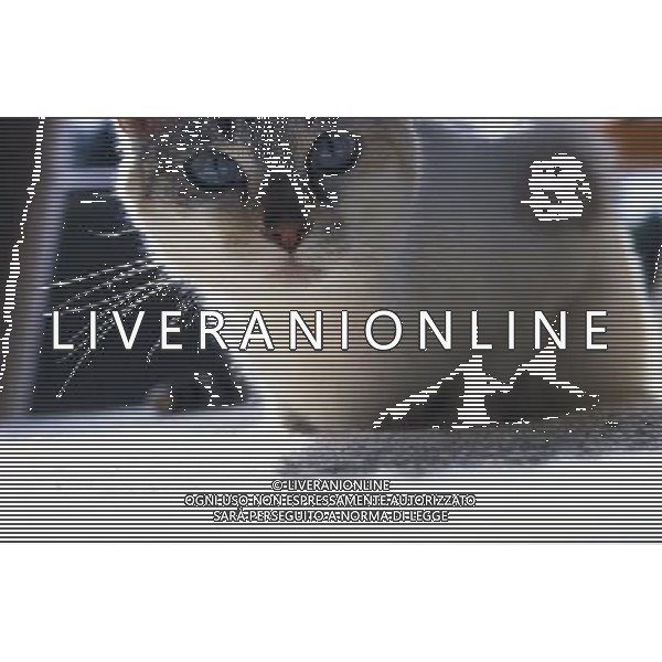 ANIMALI VARIE NELLA FOTO GATTO AGENZIA ALDO LIVERANI IFC
