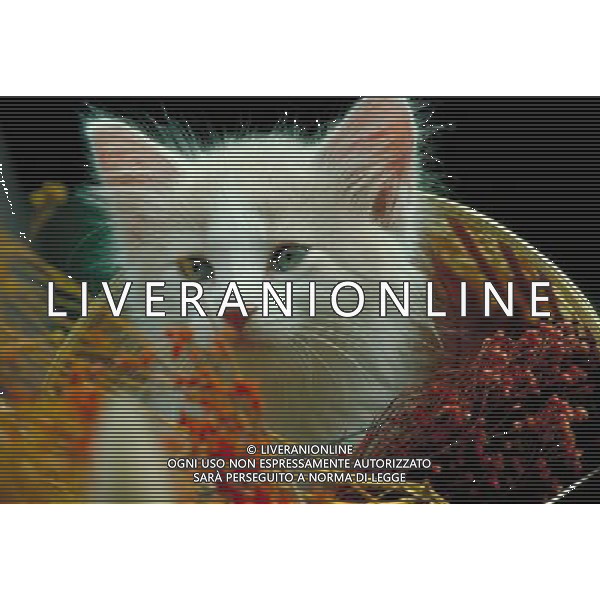 ANIMALI VARIE NELLA FOTO GATTO AGENZIA ALDO LIVERANI IFC