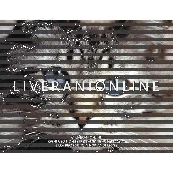 ANIMALI VARIE NELLA FOTO GATTO AGENZIA ALDO LIVERANI IFC