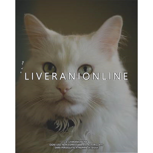 ANIMALI VARIE NELLA FOTO GATTO AGENZIA ALDO LIVERANI IFC