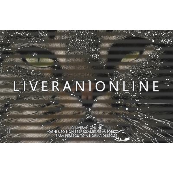 ANIMALI VARIE NELLA FOTO GATTO AGENZIA ALDO LIVERANI IFC