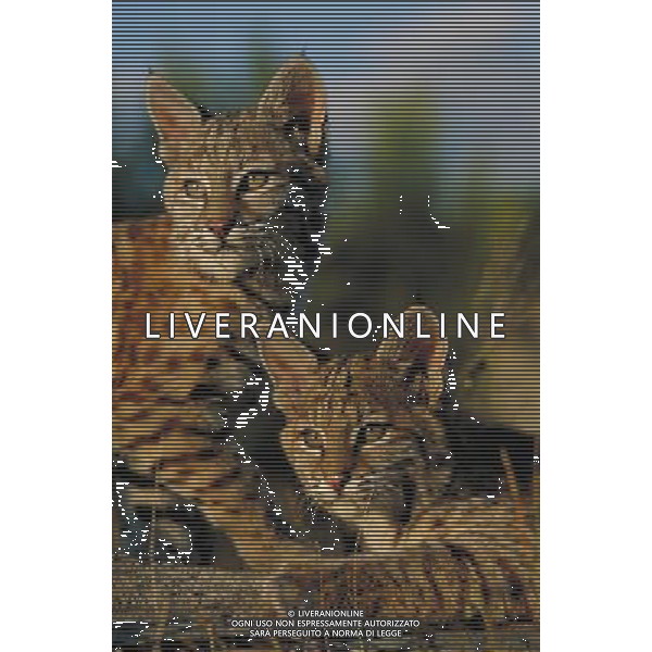 ANIMALI nella foto: FELINI - LINCE - LINCI ALDO LIVERANI IFC