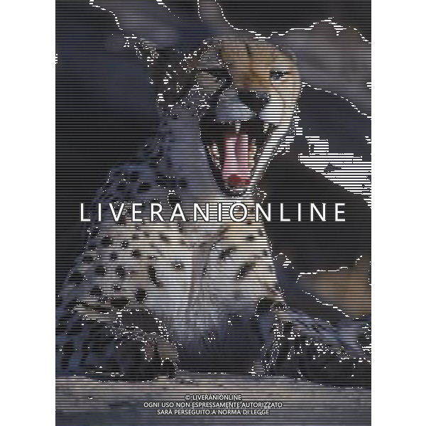 ANIMALI VARIE NELLA FOTO GHEPARDO AGENZIA ALDO LIVERANI IFC