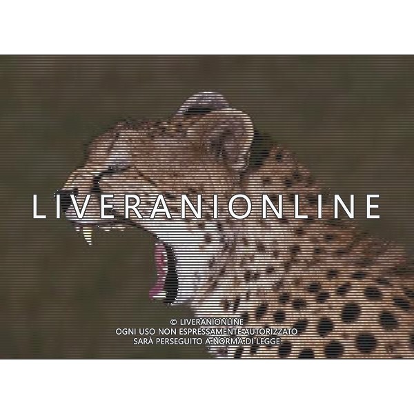 ANIMALI VARIE NELLA FOTO GHEPARDO AGENZIA ALDO LIVERANI IFC
