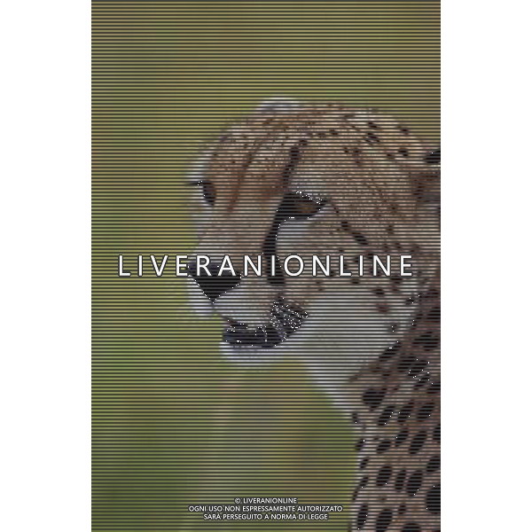 ANIMALI VARIE NELLA FOTO GHEPARDO AGENZIA ALDO LIVERANI IFC