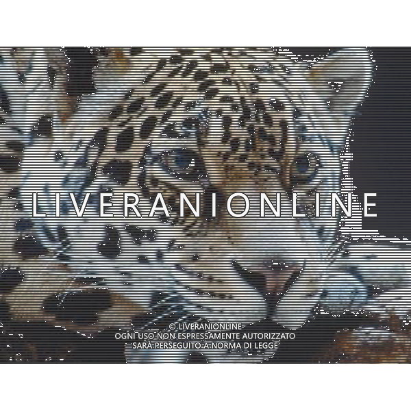 ANIMALI VARIE NELLA FOTO GATTOPARDO AGENZIA ALDO LIVERANI IFC