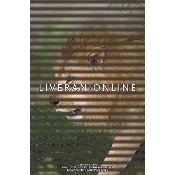 ANIMALI VARIE NELLA FOTO LEONE AGENZIA ALDO LIVERANI IFC