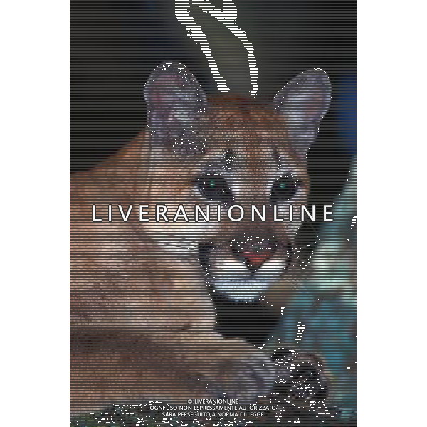 ANIMALI VARIE NELLA FOTO PUMA AGENZIA ALDO LIVERANI IFC