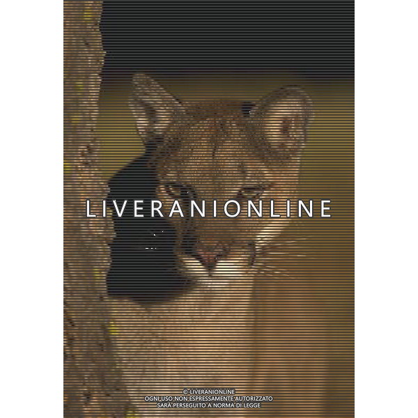 ANIMALI VARIE NELLA FOTO PUMA AGENZIA ALDO LIVERANI IFC