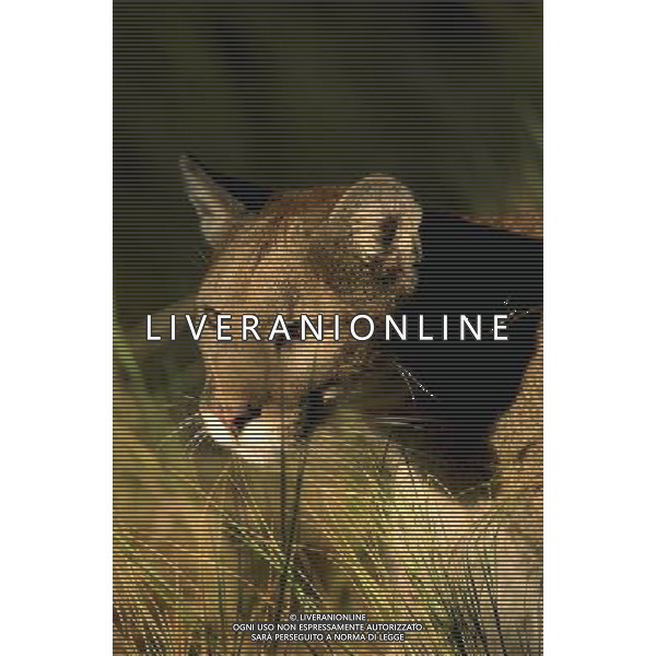 ANIMALI VARIE NELLA FOTO PUMA AGENZIA ALDO LIVERANI IFC