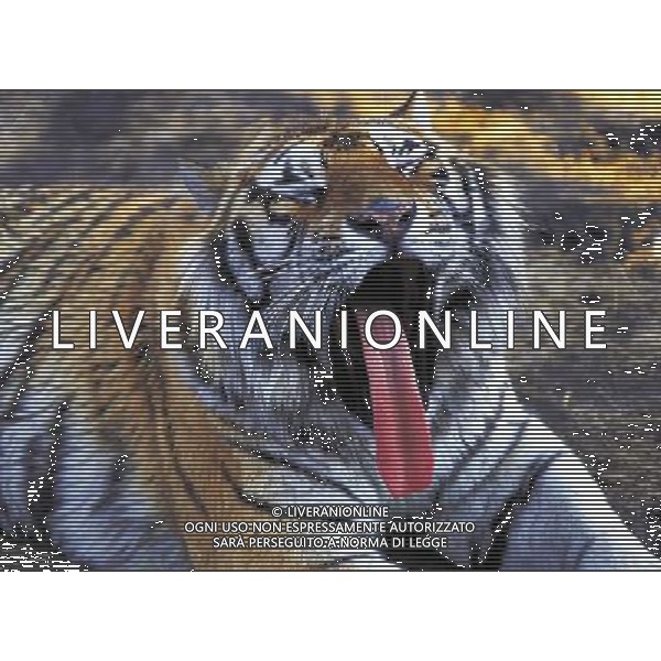 ANIMALI VARIE NELLA FOTO TIGRE AGENZIA ALDO LIVERANI IFC