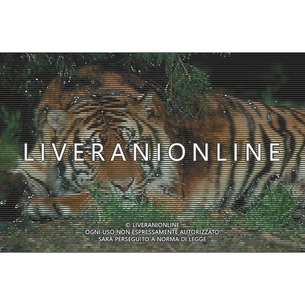ANIMALI VARIE NELLA FOTO TIGRE AGENZIA ALDO LIVERANI IFC