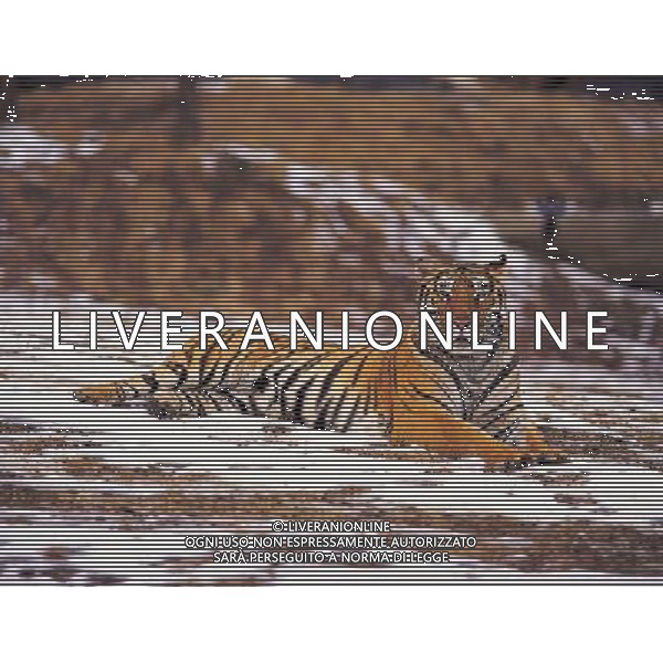 ANIMALI VARIE NELLA FOTO TIGRE AGENZIA ALDO LIVERANI IFC