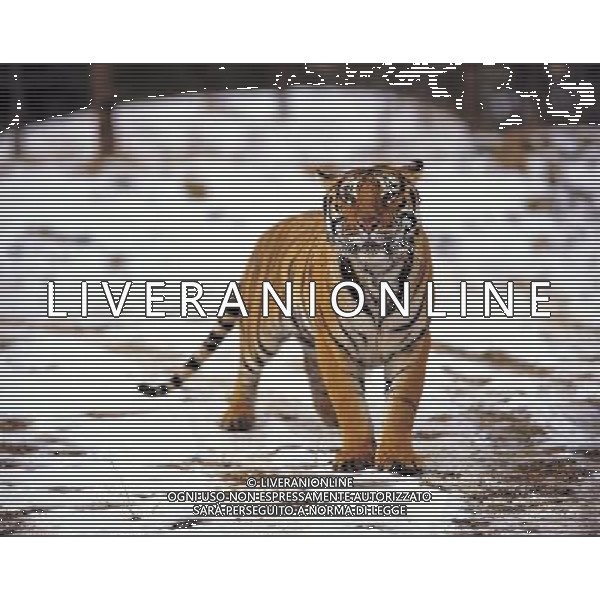 ANIMALI VARIE NELLA FOTO TIGRE AGENZIA ALDO LIVERANI IFC