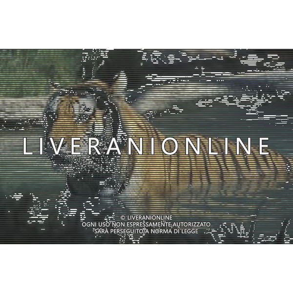 ANIMALI VARIE NELLA FOTO TIGRE AGENZIA ALDO LIVERANI IFC