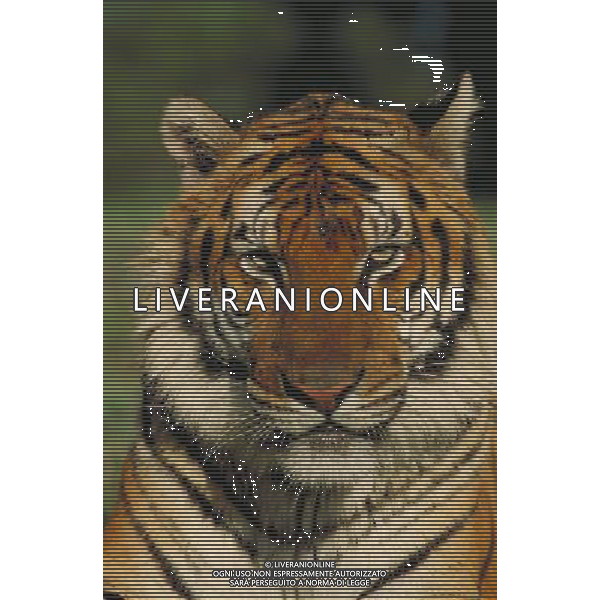 ANIMALI VARIE NELLA FOTO TIGRE AGENZIA ALDO LIVERANI IFC
