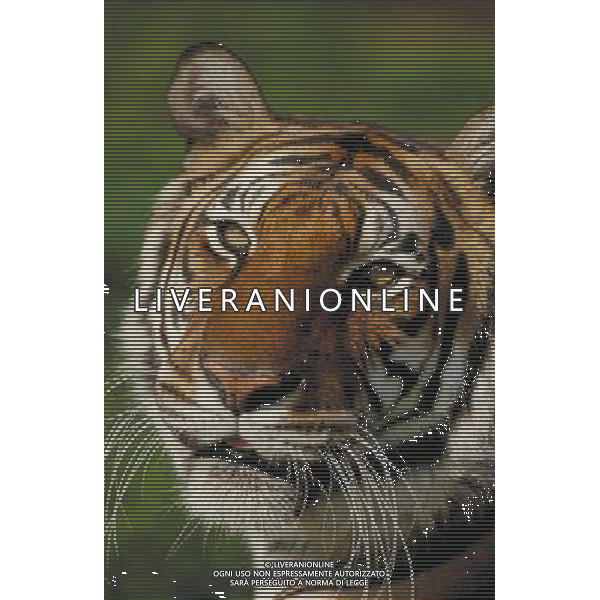 ANIMALI VARIE NELLA FOTO TIGRE AGENZIA ALDO LIVERANI IFC