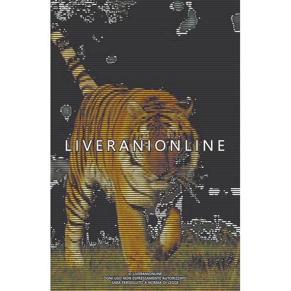 ANIMALI VARIE NELLA FOTO TIGRE AGENZIA ALDO LIVERANI IFC