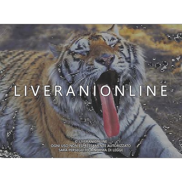 ANIMALI VARIE NELLA FOTO TIGRE AGENZIA ALDO LIVERANI IFC