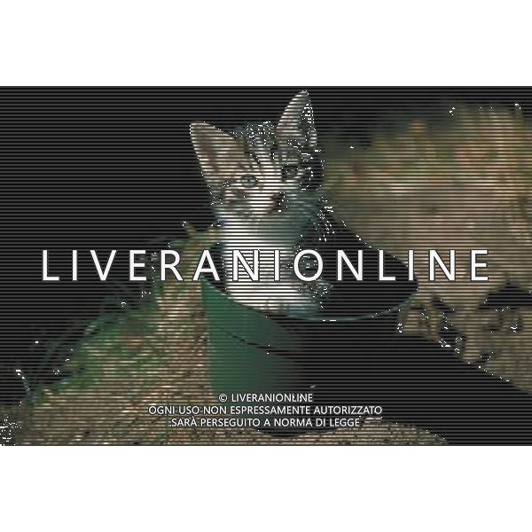 ANIMALI nella foto: FELINI GATTO ALDO LIVERANI IFC