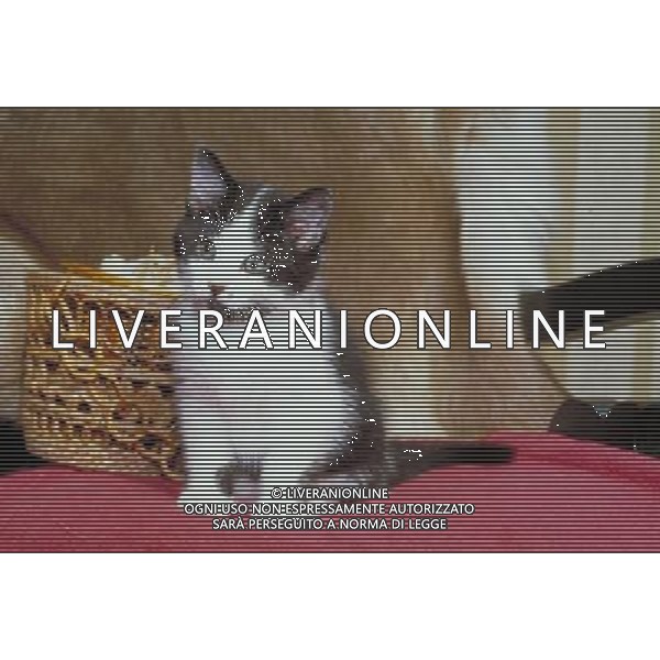 ANIMALI nella foto: FELINI GATTO ALDO LIVERANI IFC