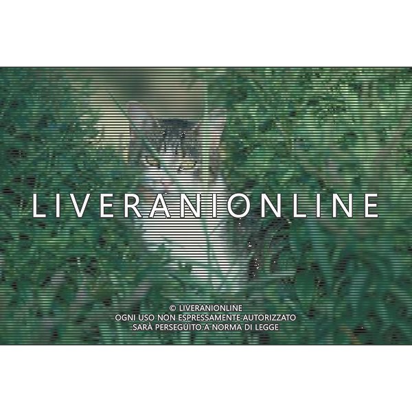 ANIMALI nella foto: FELINI GATTO ALDO LIVERANI IFC