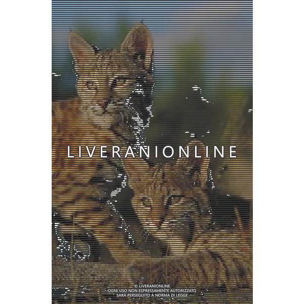 ANIMALI VARIE NELLA FOTO LINCE AGENZIA ALDO LIVERANI IFC