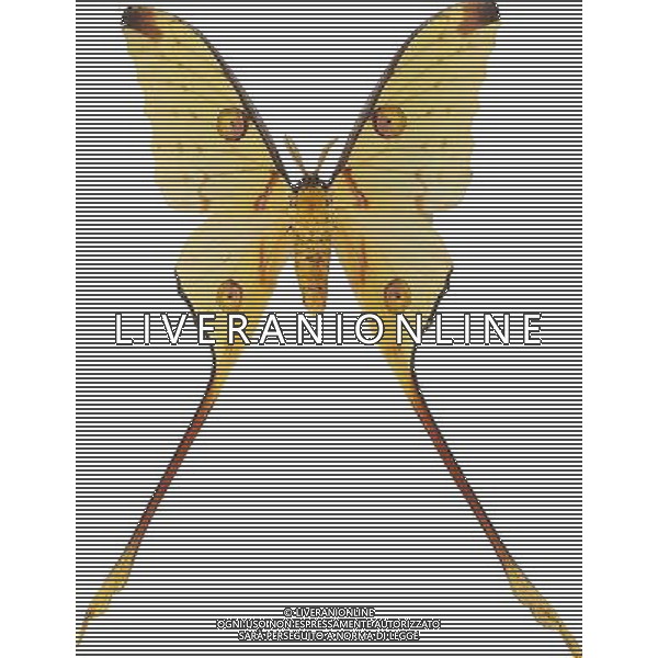 ANIMALI VARIE NELLA FOTO FARFALLA AGENZIA ALDO LIVERANI IFC