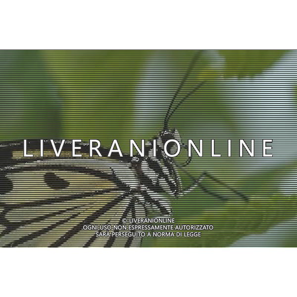 ANIMALI VARIE NELLA FOTO FARFALLA AGENZIA ALDO LIVERANI IFC