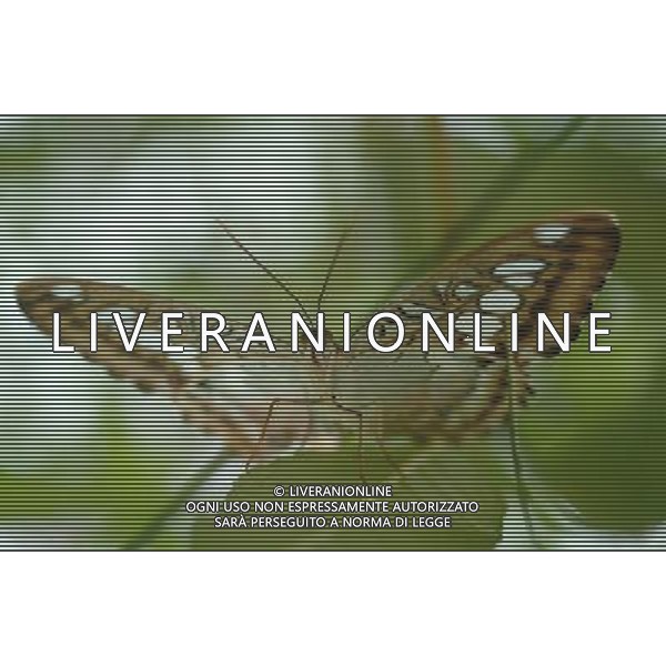 ANIMALI VARIE NELLA FOTO FARFALLA AGENZIA ALDO LIVERANI IFC