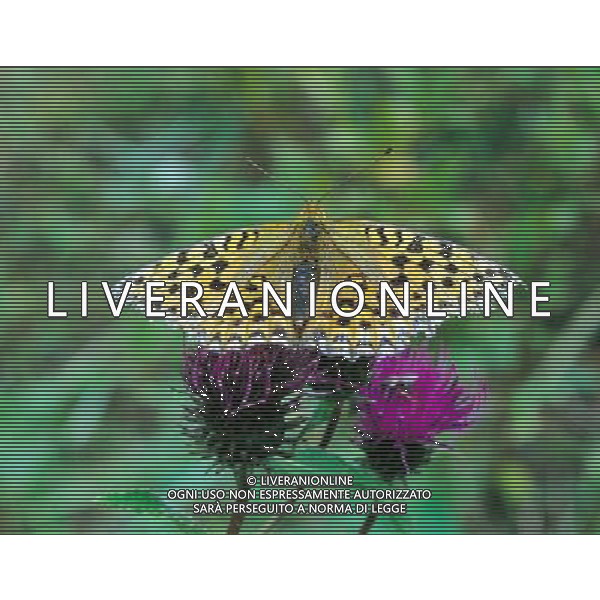 ANIMALI VARIE NELLA FOTO FARFALLA AGENZIA ALDO LIVERANI