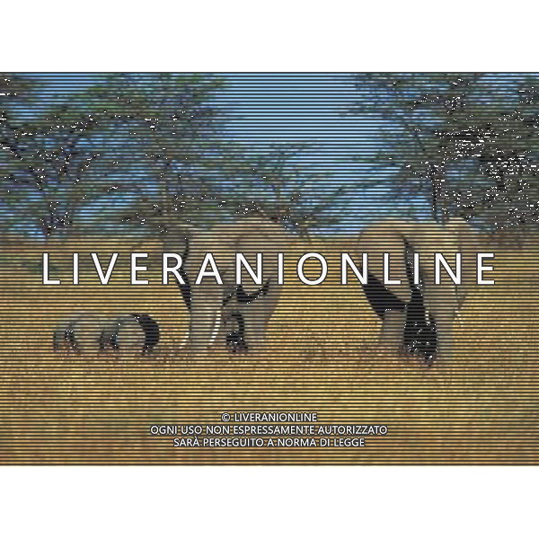 ANIMALI VARIE NELLA FOTO ELEFANTE AGENZIA ALDO LIVERANI IFC