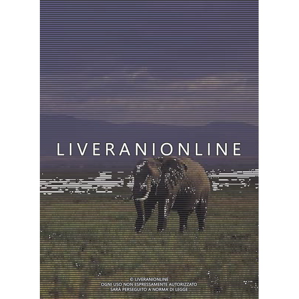 ANIMALI VARIE NELLA FOTO ELEFANTE AGENZIA ALDO LIVERANI IFC