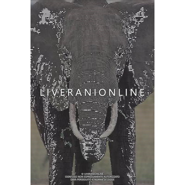 ANIMALI VARIE NELLA FOTO ELEFANTE AGENZIA ALDO LIVERANI IFC