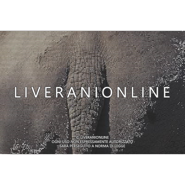 ANIMALI VARIE NELLA FOTO ELEFANTE AGENZIA ALDO LIVERANI IFC