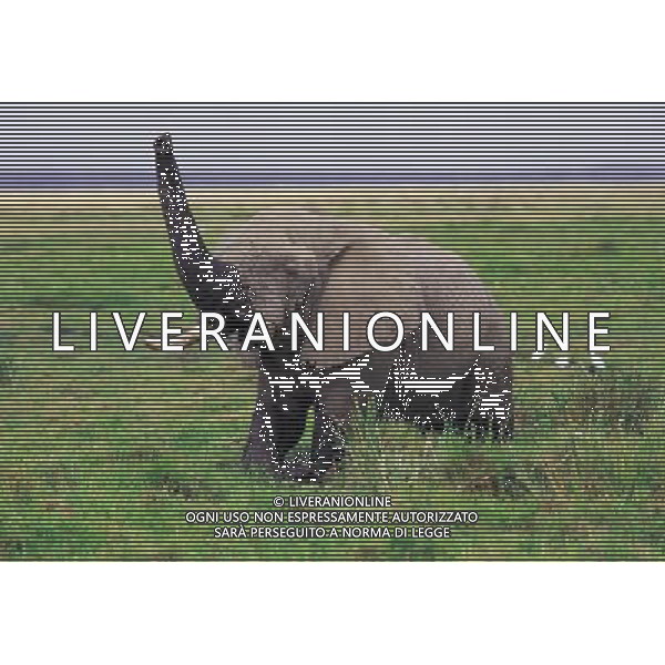 ANIMALI VARIE NELLA FOTO ELEFANTE AGENZIA ALDO LIVERANI IFC