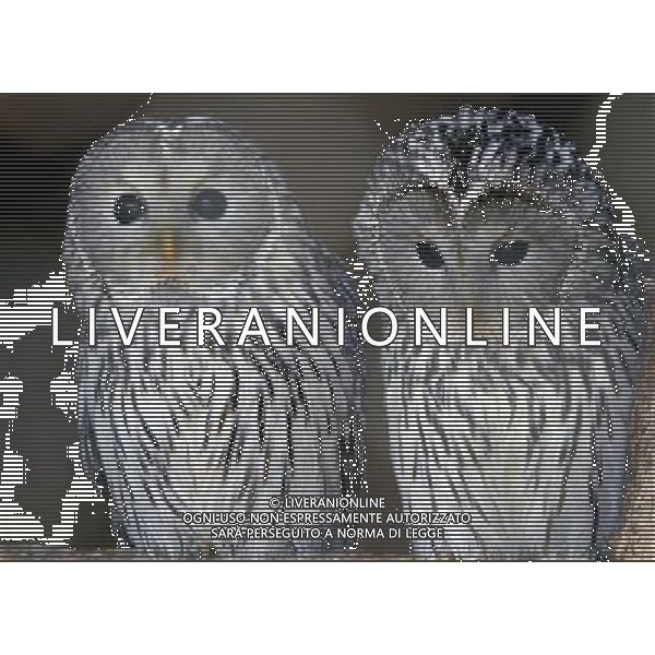 ANIMALI VARIE NELLA FOTO BARBAGIANNI AGENZIA ALDO LIVERANI IFC