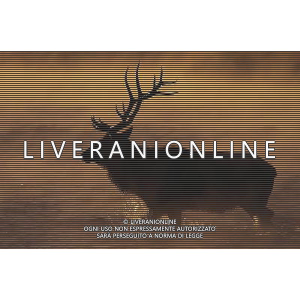 ANIMALI VARIE NELLA FOTO CERVO AGENZIA ALDO LIVERANI IFC