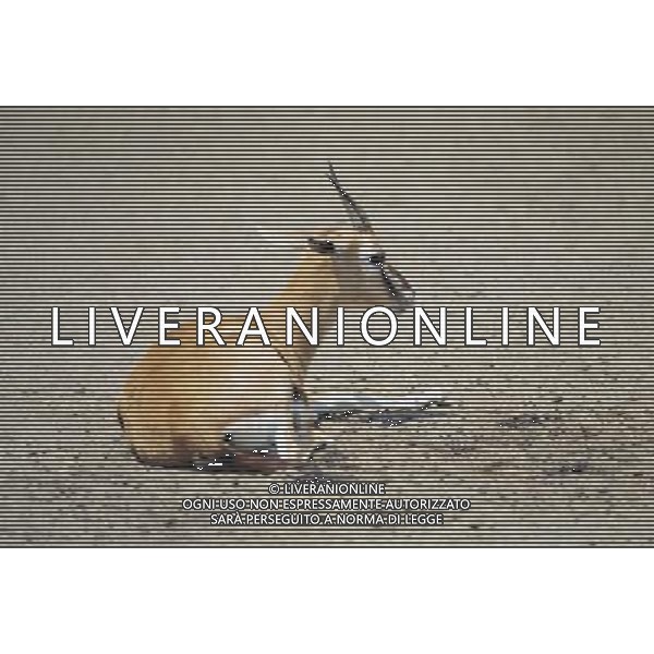 ANIMALI VARIE NELLA FOTO ANTILOPE AGENZIA ALDO LIVERANI IFC