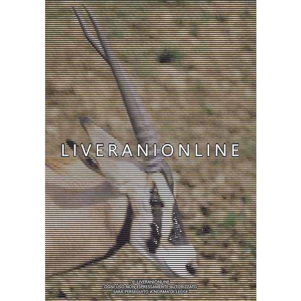 ANIMALI VARIE NELLA FOTO ANTILOPE AGENZIA ALDO LIVERANI IFC