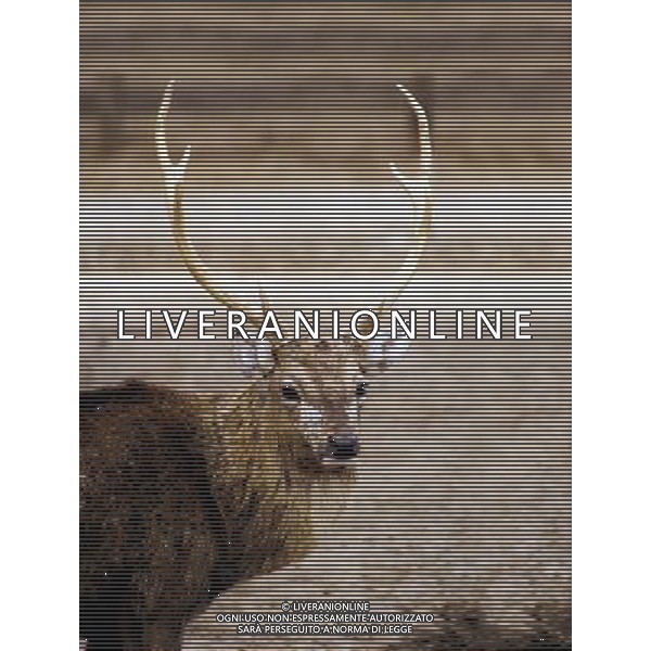 ANIMALI VARIE NELLA FOTO CERVO AGENZIA ALDO LIVERANI IFC