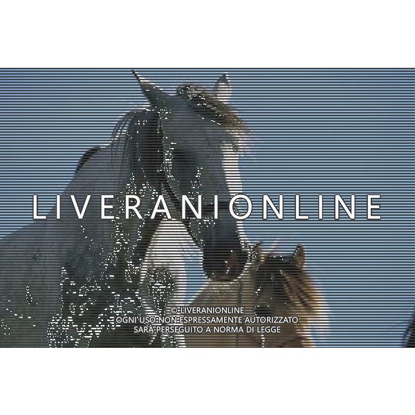 ANIMALI VARIE NELLA FOTO CAVALLO - CAVALLI AGENZIA ALDO LIVERANI IFC