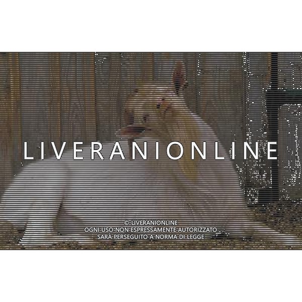 ANIMALI nella foto: CAPRA - CAPRONE ALDO LIVERANI IFC
