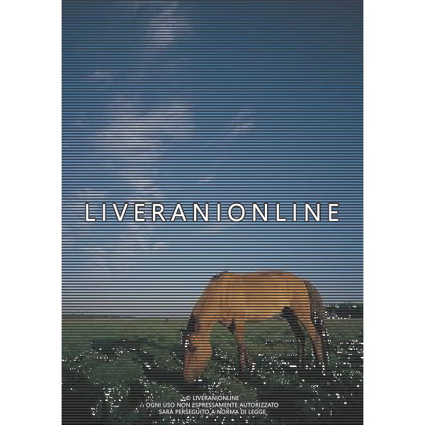 ANIMALI VARIE NELLA FOTO CAVALLO AGENZIA ALDO LIVERANI IFC