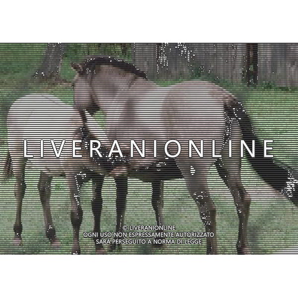 ANIMALI VARIE NELLA FOTO CAVALLO - CAVALLI - PULEDRO AGENZIA ALDO LIVERANI IFC