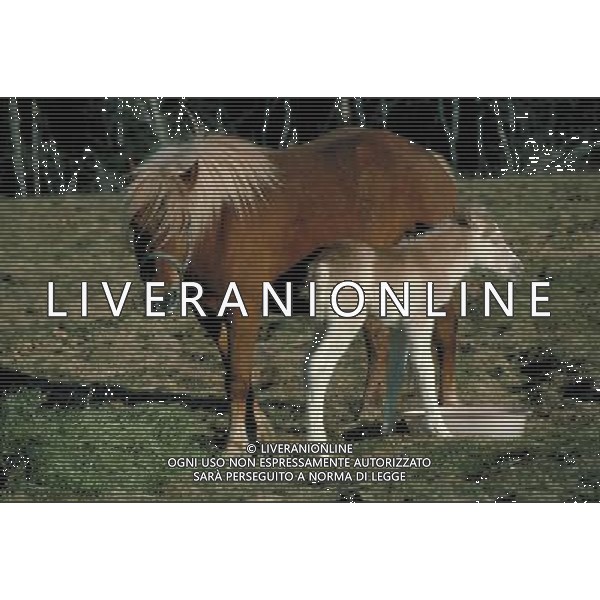 ANIMALI nella foto: CAVALLO CON PULEDRO ALDO LIVERANI IFC