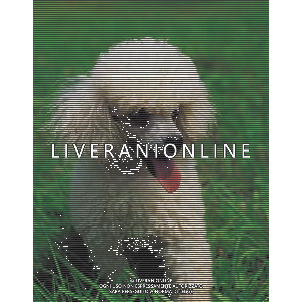 ANIMALI VARIE NELLA FOTO CANE BARBONCINO AGENZIA ALDO LIVERANI IFC