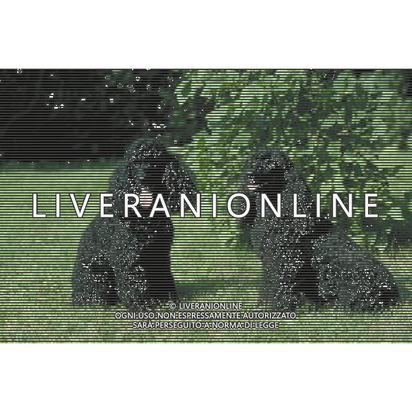 ANIMALI VARIE NELLA FOTO CANE BARBONCINO AGENZIA ALDO LIVERANI IFC