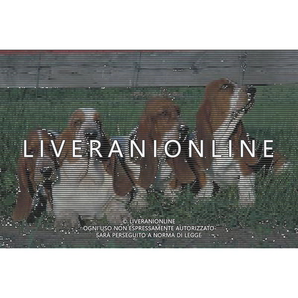 ANIMALI VARIE NELLA FOTO CANE BASSETHOUND AGENZIA ALDO LIVERANI IFC
